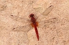 J17_0975 Crocothemis sanguinolenta